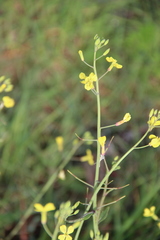 Raphanus raphanistrum landra