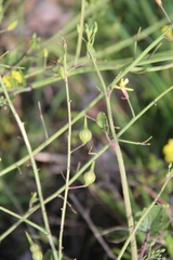 Raphanus raphanistrum landra