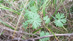 Geranium columbinum