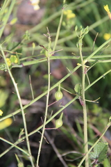 Raphanus raphanistrum landra