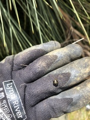 Cermatulus nasalis hudsoni