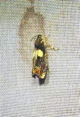 Hilarographa plectanodes