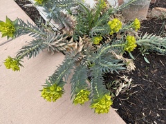 Myrsiniteae