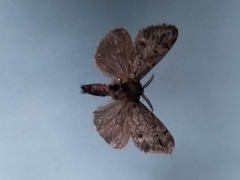 Dasychira grisefacta