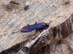 Ichneumon centrator