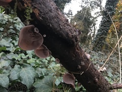 Auricularia auricula-judae