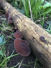 Auricularia auricula-judae