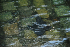 Hypostomus commersoni