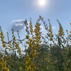 Crotalaria laburnifolia