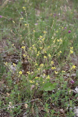 Rapistrum rugosum