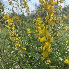 Crotalaria laburnifolia