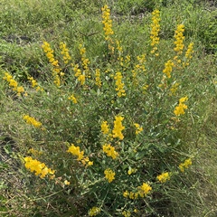 Crotalaria laburnifolia