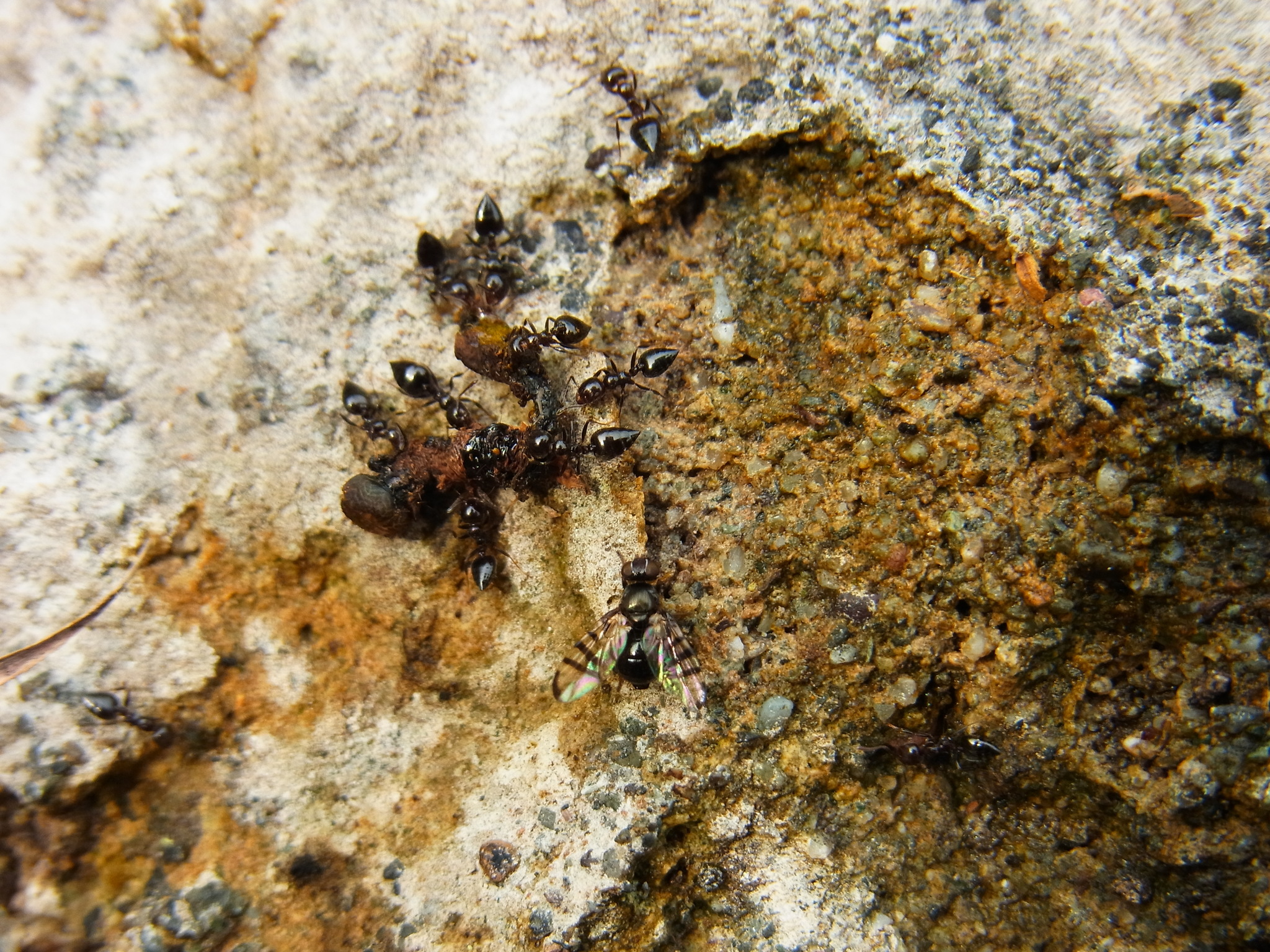 Crematogaster nawai