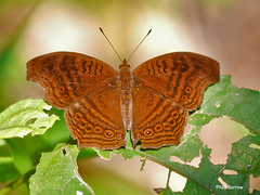 Junonia gregorii