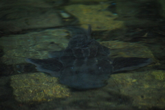 Hypostomus commersoni