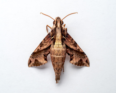 Eupanacra elegantulus