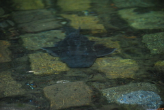Hypostomus commersoni