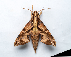 Eupanacra elegantulus