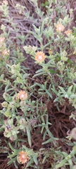 Delosperma multiflorum