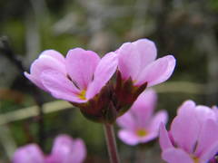 Androsace halleri