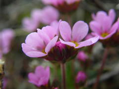Androsace halleri