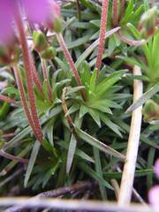 Androsace halleri