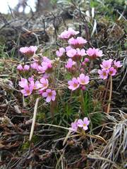 Androsace halleri