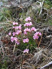 Androsace halleri