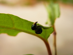 Euops splendidus