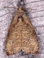 Olethreutes exoletum