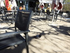 Columba livia domestica