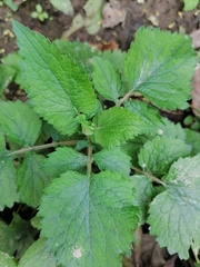 Lamiaceae