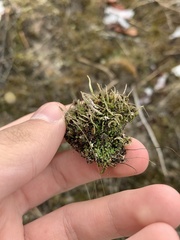 Cladonia rei