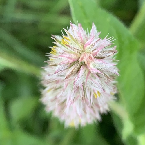 Cyathula orthacantha image