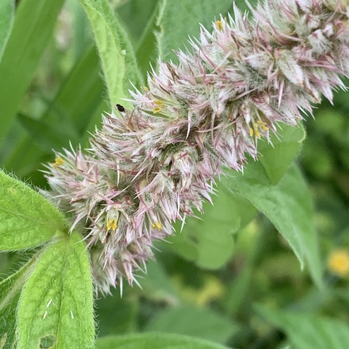 Cyathula orthacantha image