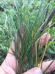 Acacia viscidula