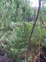 Acacia viscidula