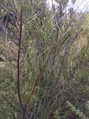 Acacia viscidula