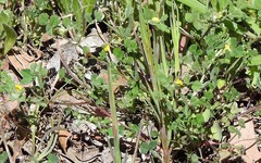 Medicago polymorpha