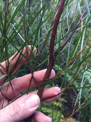 Acacia viscidula