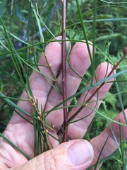 Acacia viscidula