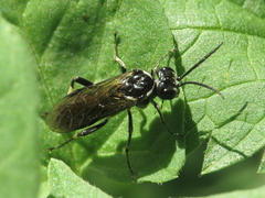Macrophya alboannulata
