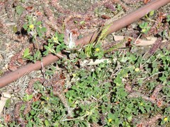 Medicago polymorpha