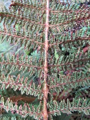 Polystichum speciosissimum