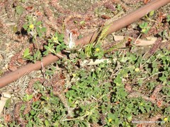 Medicago polymorpha