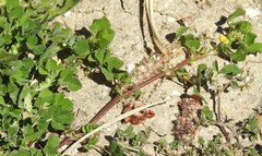 Medicago polymorpha