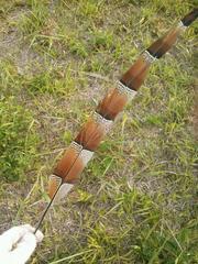 Syrmaticus soemmerringii