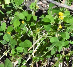 Medicago polymorpha