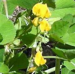 Medicago polymorpha