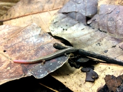 Vanzosaura multiscutata